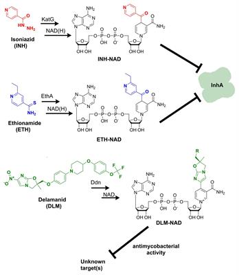 The Prospective Synergy of Antitubercular Drugs With NAD Biosynthesis Inhibitors